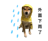 143203604
