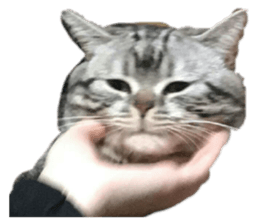 143239047
