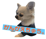143823803