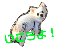 143823806