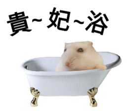 143844054