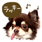144087557