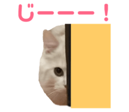 144195103
