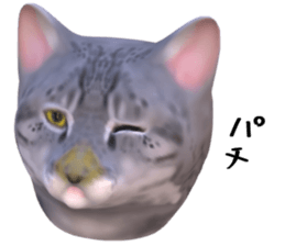 144734981