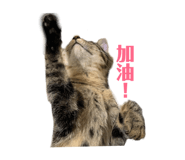 144850130