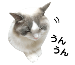 145390373