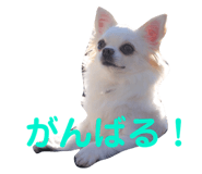145928195