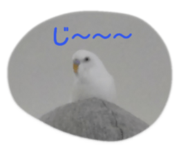 145984266