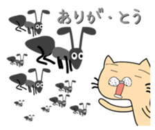 146047856