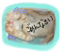 146241884