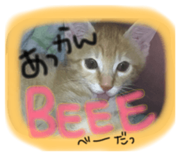146241892