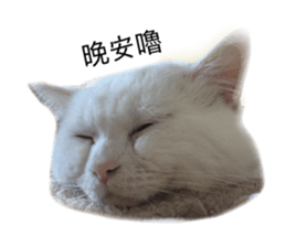 146643033