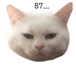 146643045