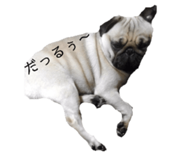 146755815