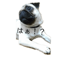 146755818