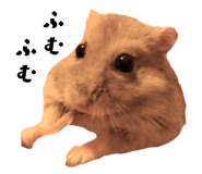 146889851