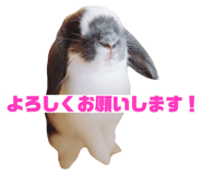 148453494