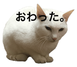 148455603
