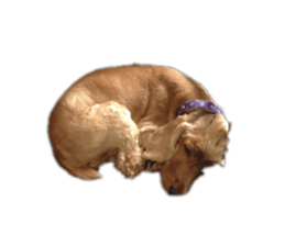 148462443
