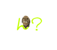 148876556
