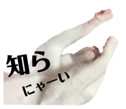 149132844