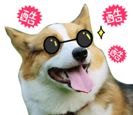 14995877