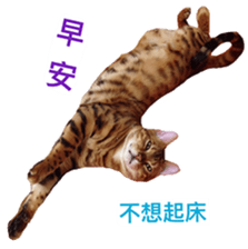 15067324