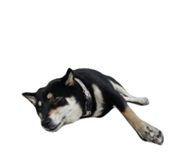 150708884