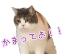 151172826