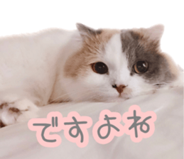 151172845