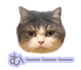 151172854