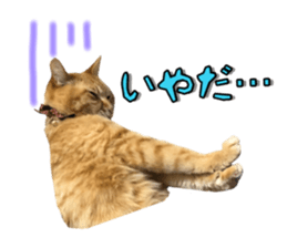 151905137