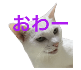 151964935