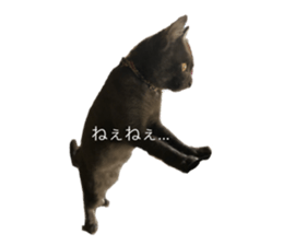 152206447