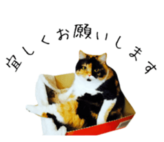15228087