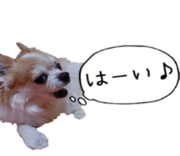 15237637