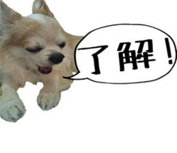15237644
