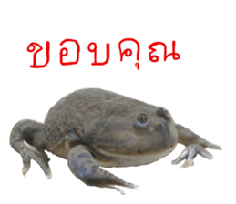 15247908