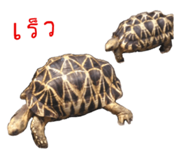 15247910
