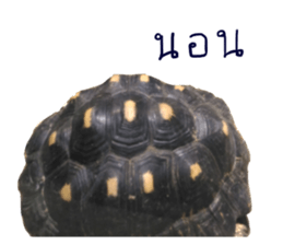 15247914