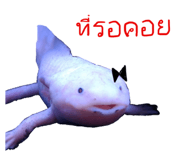 15247921