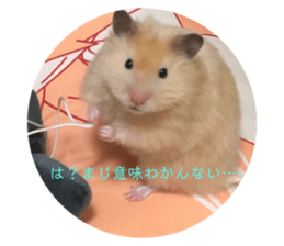 153076978