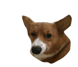 153241492