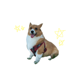 153241497
