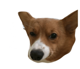 153241503