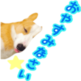 15328839