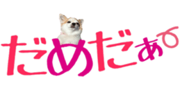 15334825
