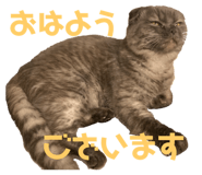 153857686