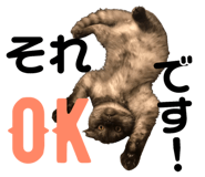 153857698