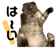 153857701